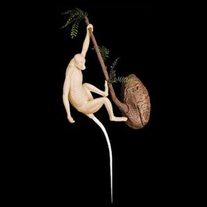 Vervet Monkey - Hanging