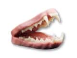Marten Jawset with Tongue