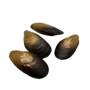 Blue Mussels
