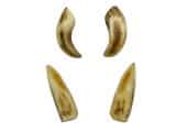 Wild Boar Tusks – Reproduction (Large)