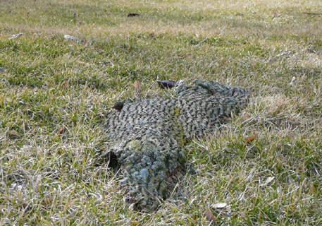 Is het een rots? Is het een boom? Is het een alligator?