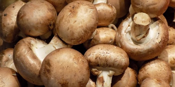Artikel over de vraag of champignons veganistisch zijn. 