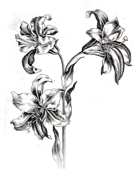 Lilien in Retrozeichnungen 