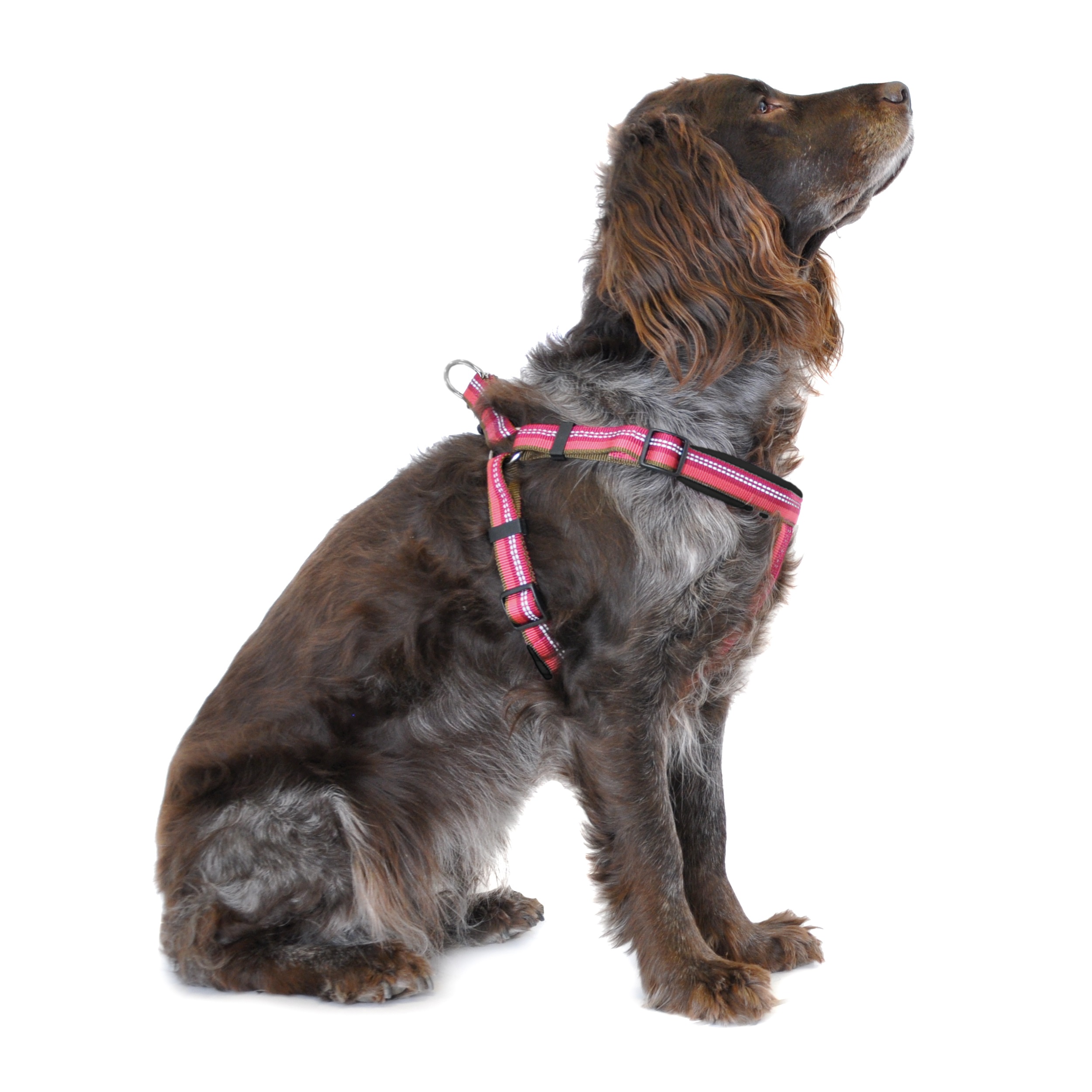 KENNEL EQUIP Dog Harness Step-in Sele Active, Orange - olika storlekar -  LillaShop.se