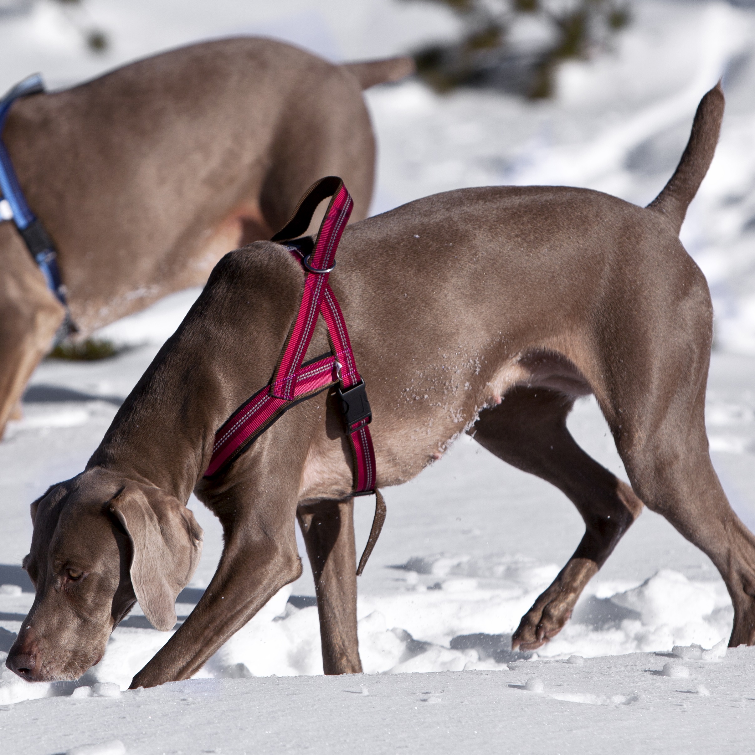 KENNEL EQUIP Dog T Harness Active hundsele, Blå – olika storlekar -  LillaShop.se