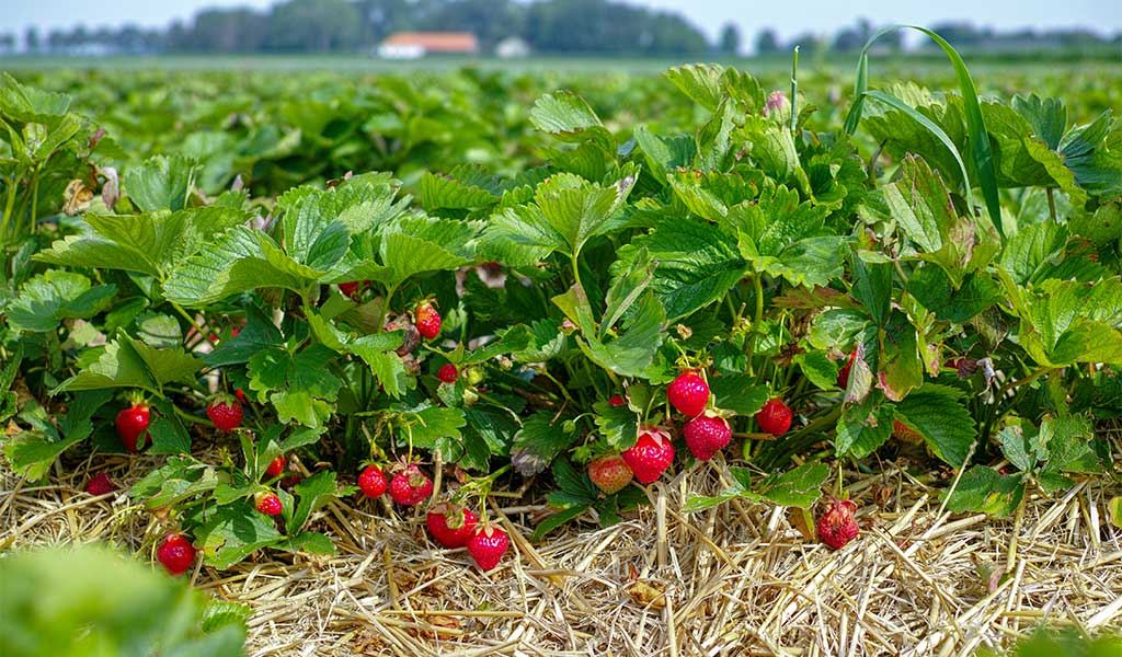 jordgubbsland jordgubbsland