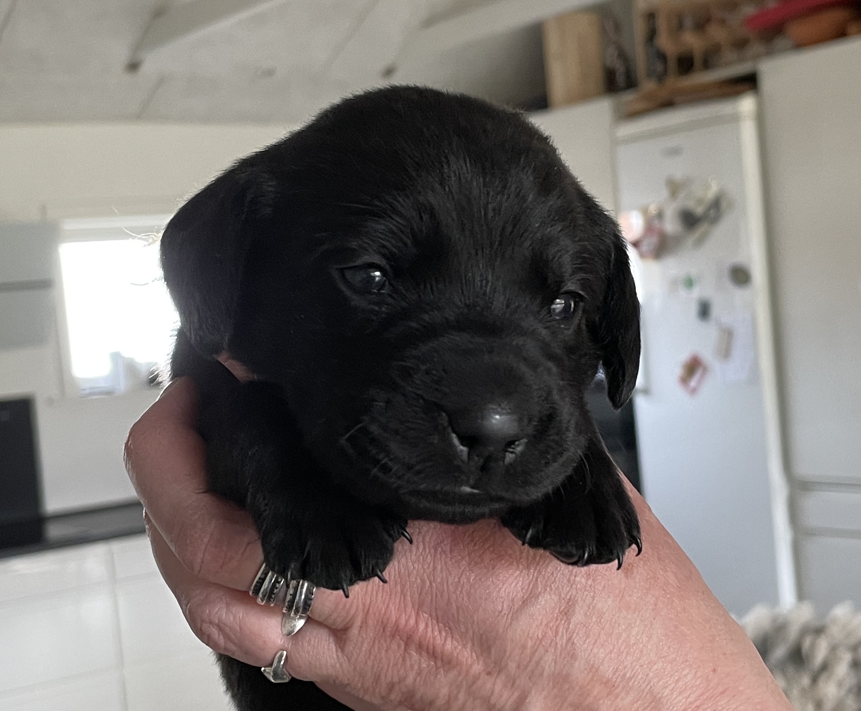 Labrador hvalp