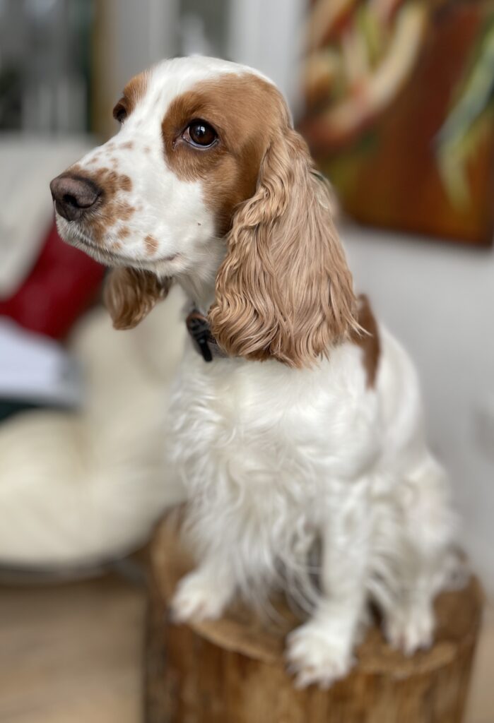 Daimi Lillebassumgaard.dk ´s cockerspaniel.