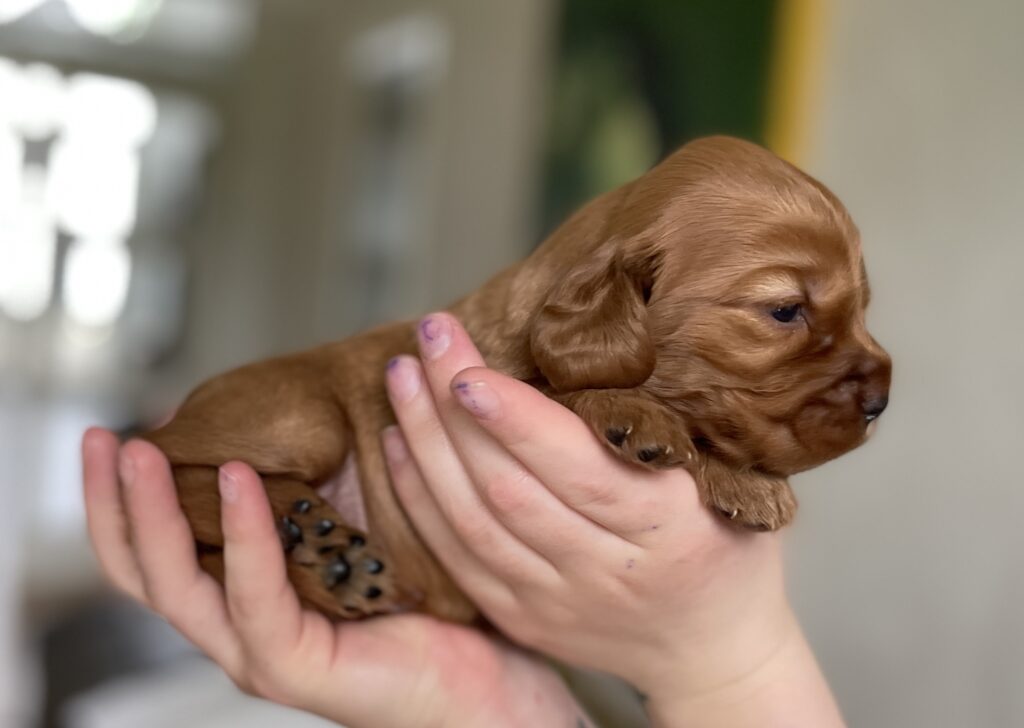 Karamelfarvede Engelsk cockerspaniel fra Lillebassumgaard.dk