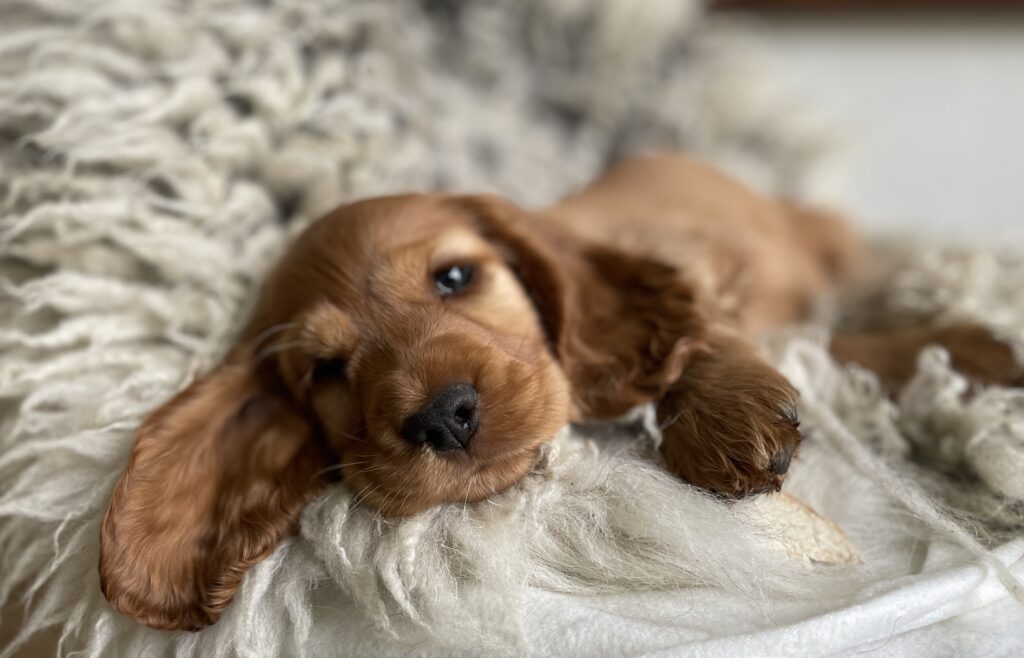 Engelsk cockerspaniel fra Lillebassumgaard. Karamel rød tæve