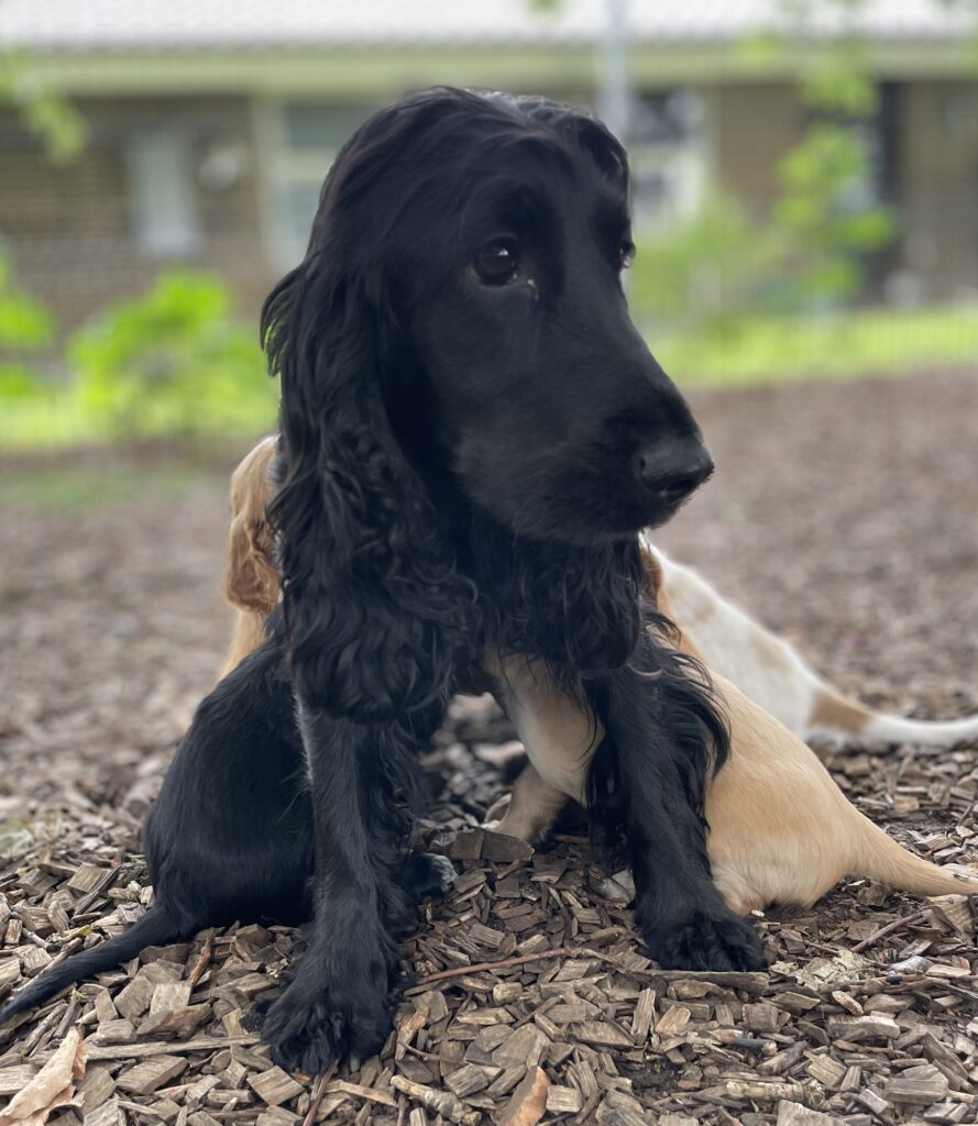 Engelsk cocker spaniel fra LilleBassumgaard