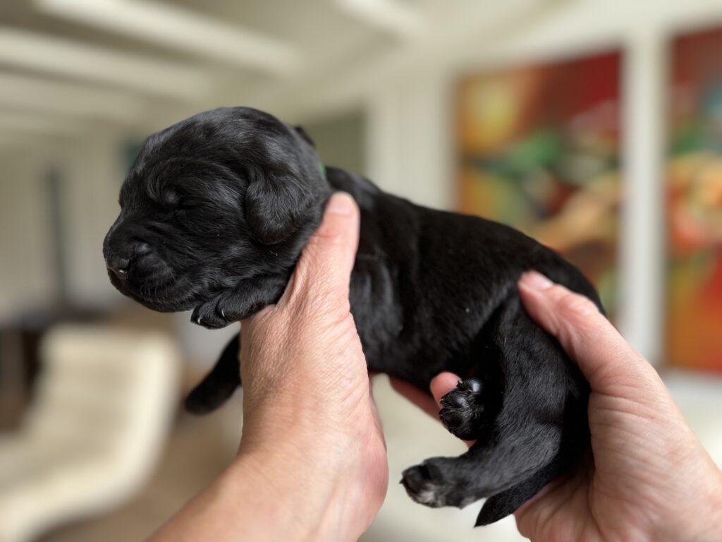 Labradoodle fra Lillebassumgaard.dk