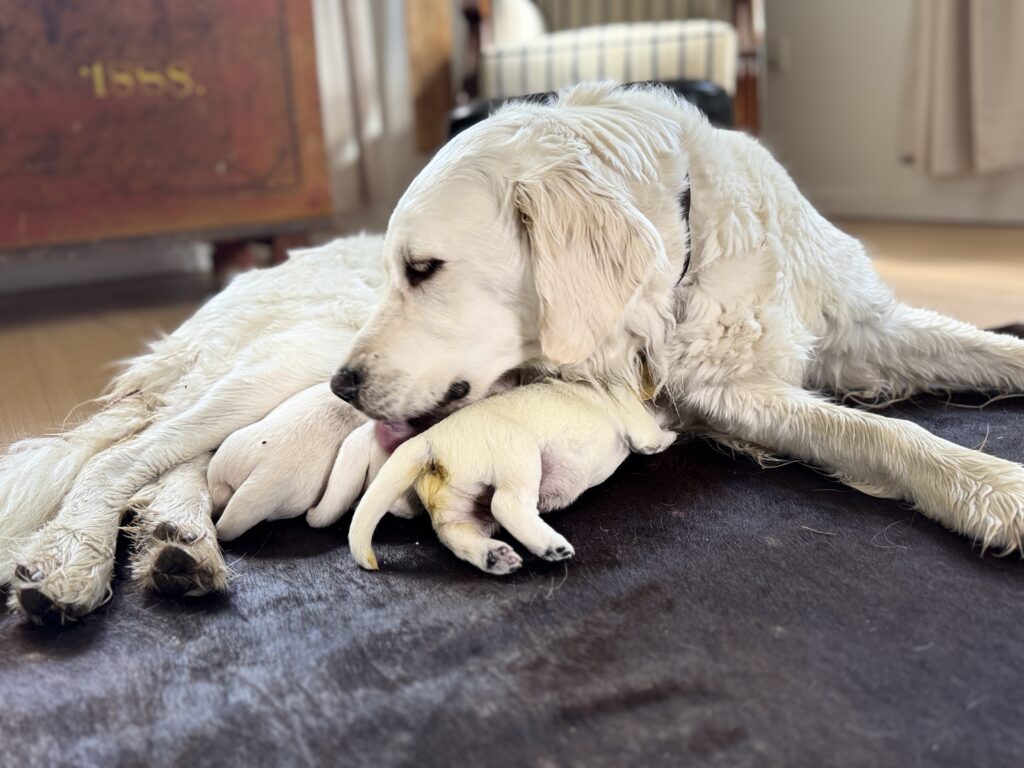 Golden retriever hvalpe fra Lillebassumgaard.dk
