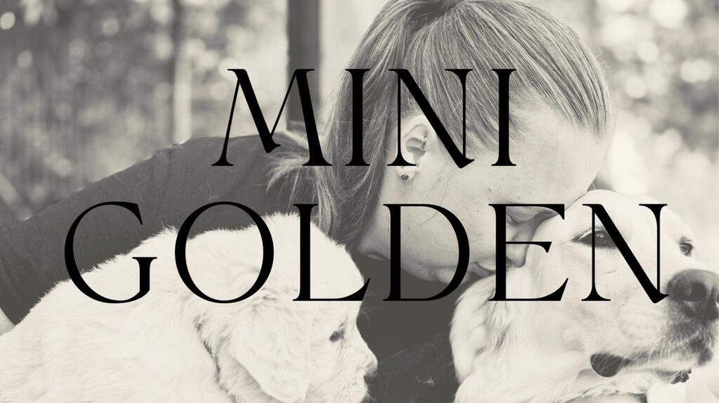 Mini Golden, er et bevidst mix mellem Golden retriever og Engelsk Cocker spaniel. Begge racer er stabile og hengovende. SAå Mini Golden er til jer, der ønsker jer en Golden - bare lidt mindre.