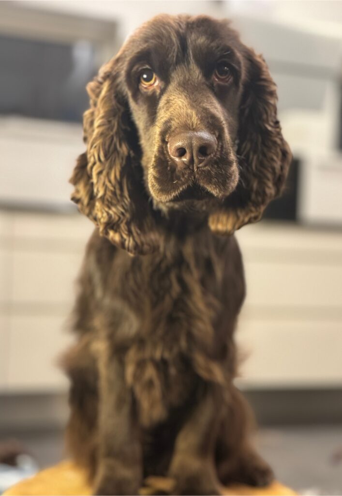 Hugo. Sund avlshan. Engelsk Cockerspaniel . Fri Lille-Elmehøj / Liollebassumgaard.dk. Røntgen AD HD og OCD, Patella fri. Øjenlyst og DNA testet. Meget sund avlshan.