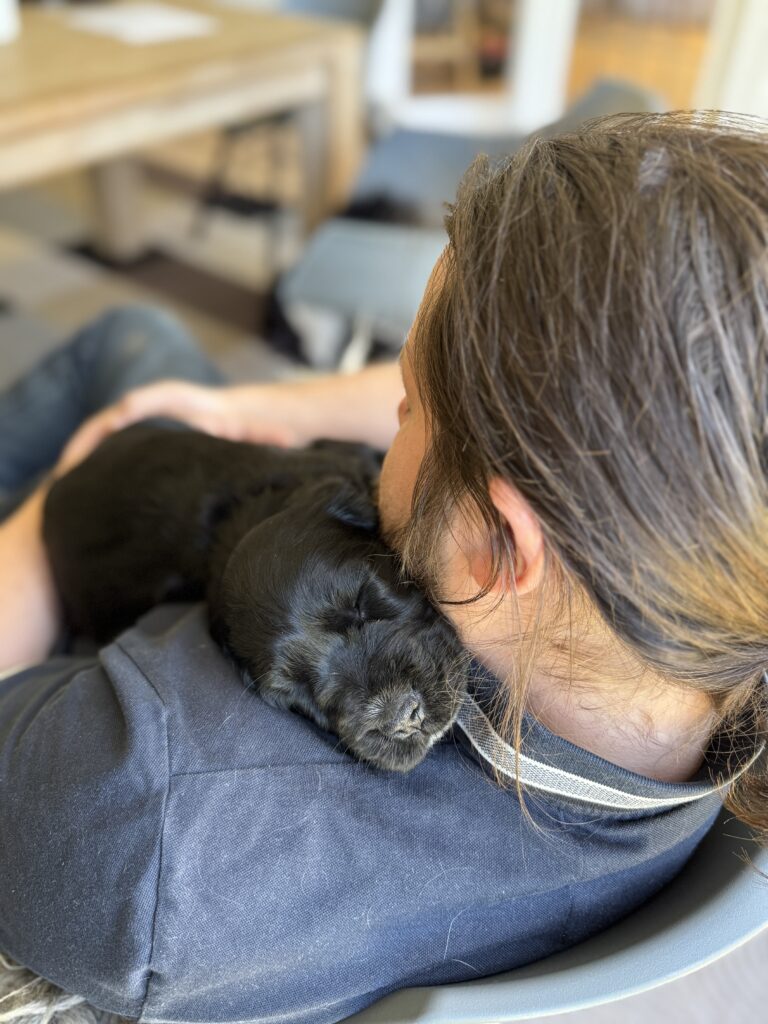 På Lille Elmehøj er der tid til at socialisere vores cocker spaniel hvalpe. Vi bor i delvist kollektiv, så her er ALTID folk omkring jeres hvalp.