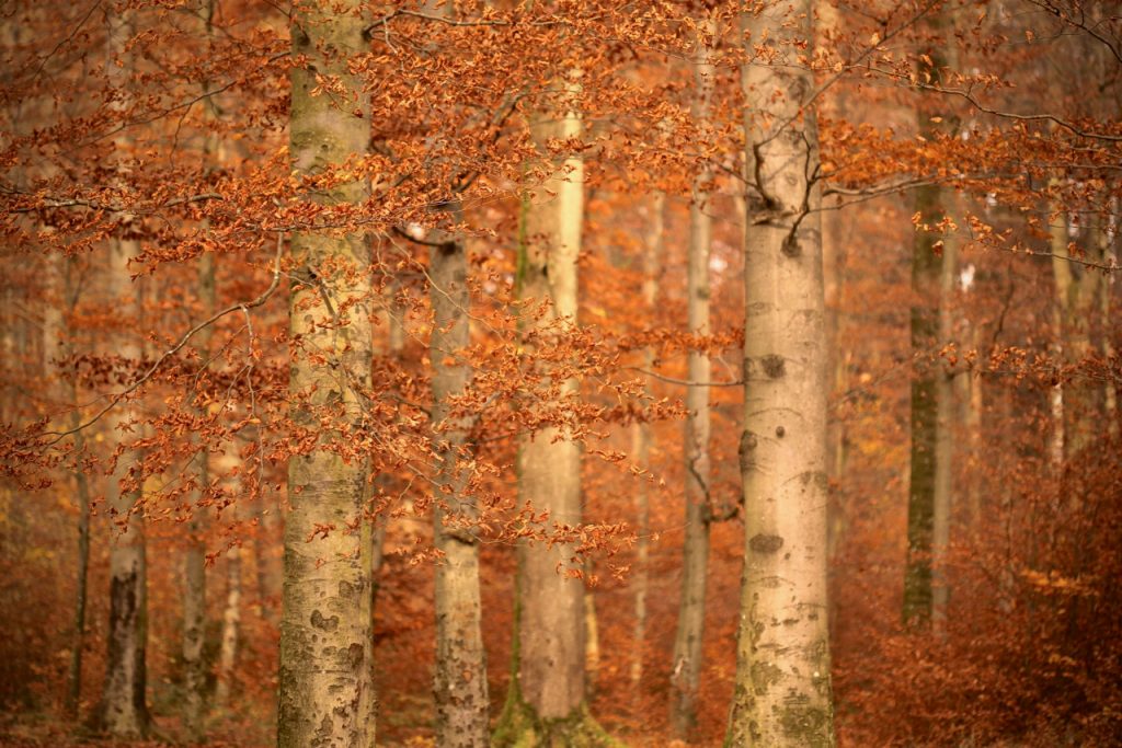 Close up of trees in the autumn, photo by Mihaela Limberea