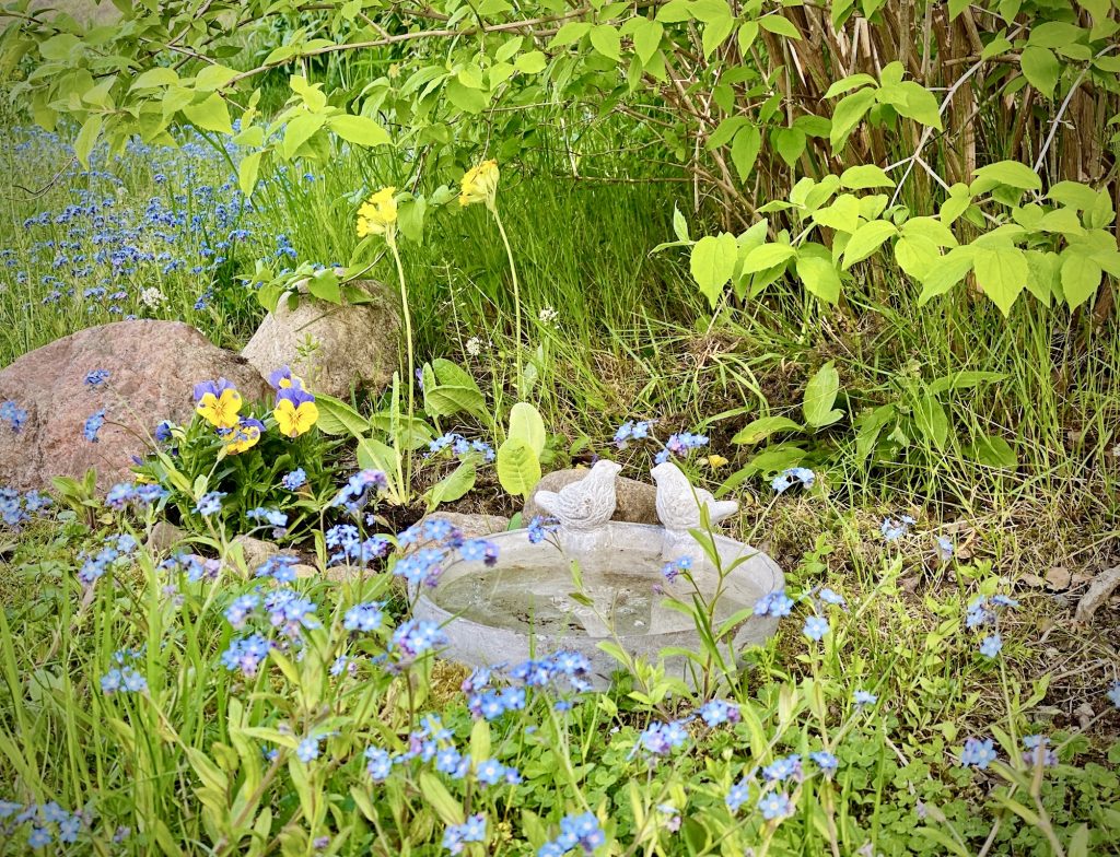 Birdbath surrounded by forget-me-nots.