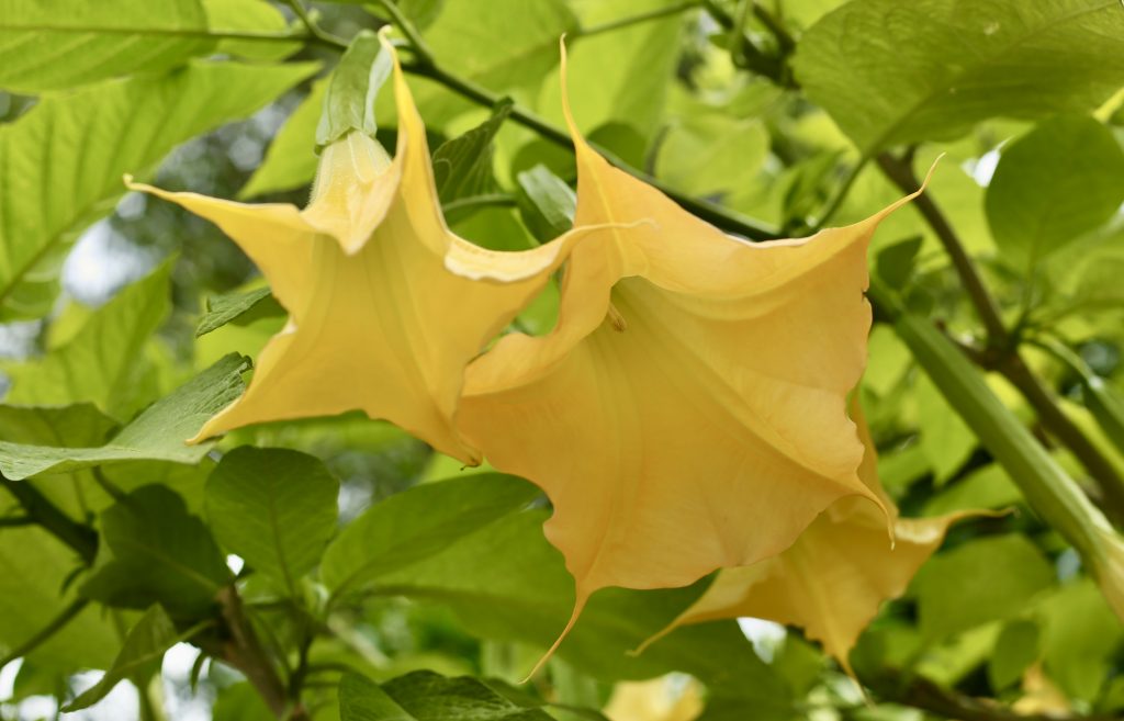 Angel's trumpets at Millesgården sculpture park, Lidingö, Sweden. Photo by Mihaela Limberea. www.limberea.com