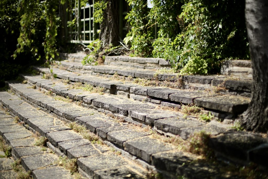 Cymbalaria muralis grows on the steps of  Olga's Terrace, Millesgården sculpture park, Lidingö, Sweden. Photo by Mihaela Limberea. www.limberea.com