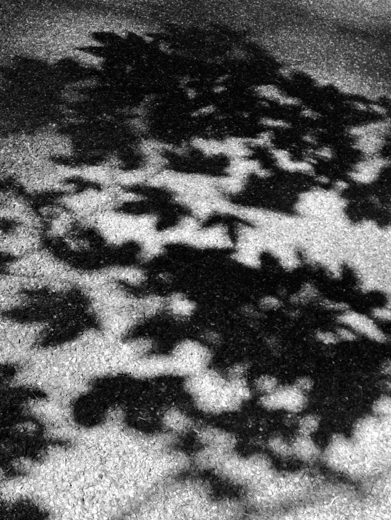 Shadows of leaves over a parking sport in black and white. www.limberea.com