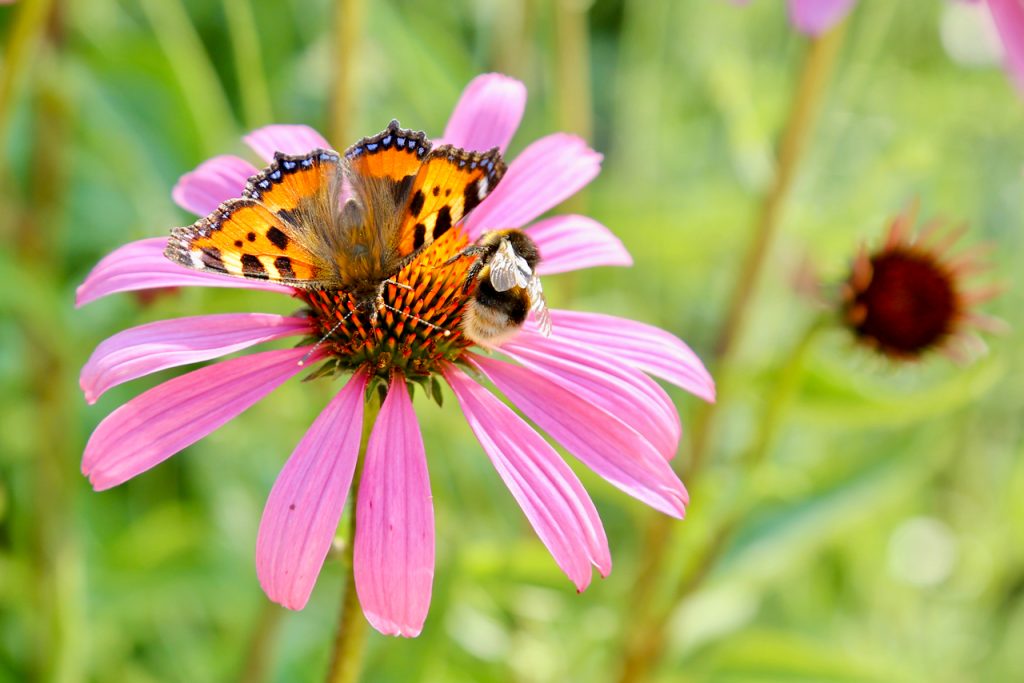 Tortoise-shell butterfly (Aglais urticae) and bumblebee competing for the same echinacea flower. www.limberea.com