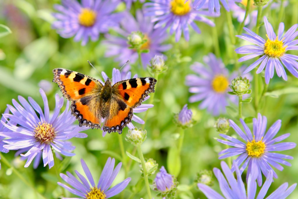 Tortoise-shell butterfly on aster (Aster amellus). www.limberea.com