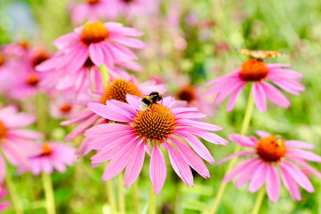 Bumblebee on echinacea (Echinacea purpurea var. Magnus). www.limberea.com