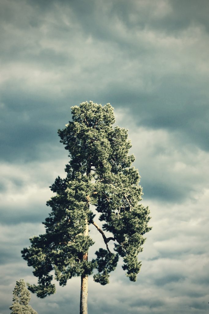 A pine tree top against a background of dark storm clouds.