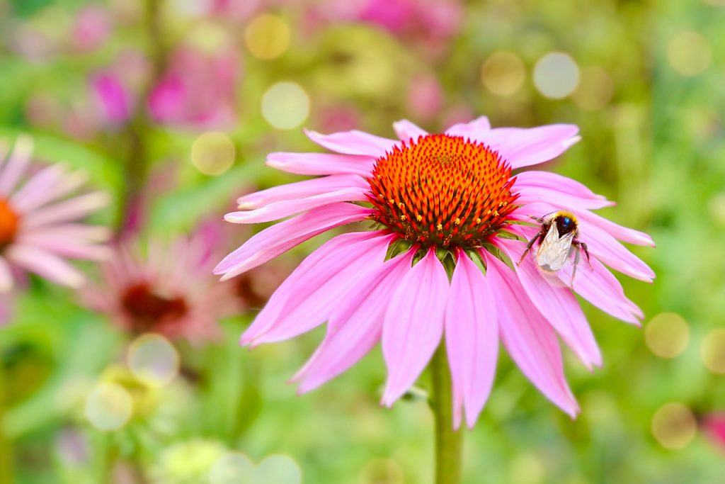 A bumblebee hard at work on a pink echinacea.