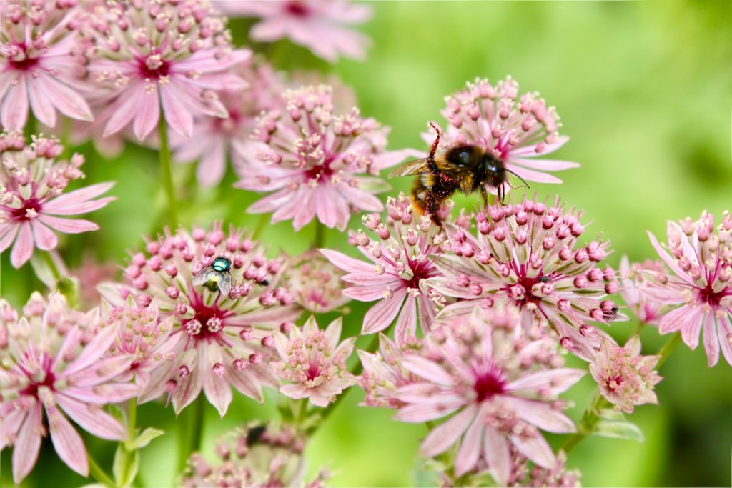 Bumblee on great masterwort (Astrantia major).