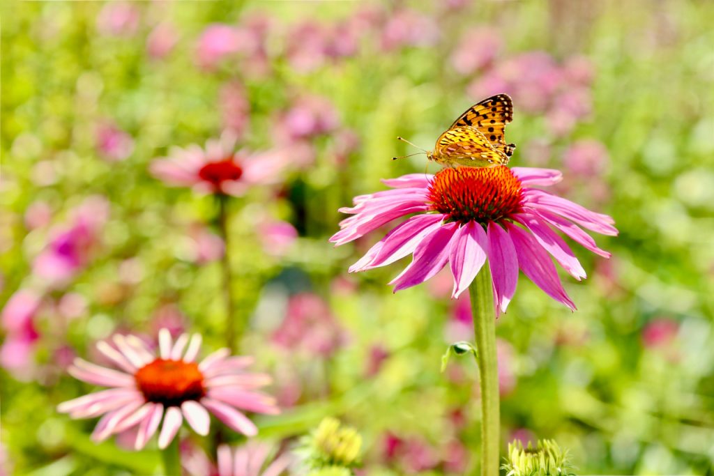 Painted lady butterfly (Cynthia cardui) on echinacea (Echinacea purpurea var. Magnus).