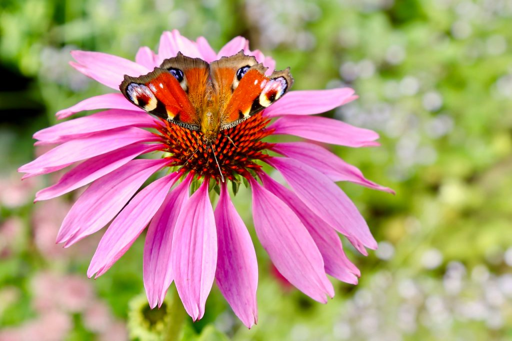 Peacock butterfly (Inachis io) on echinacea.