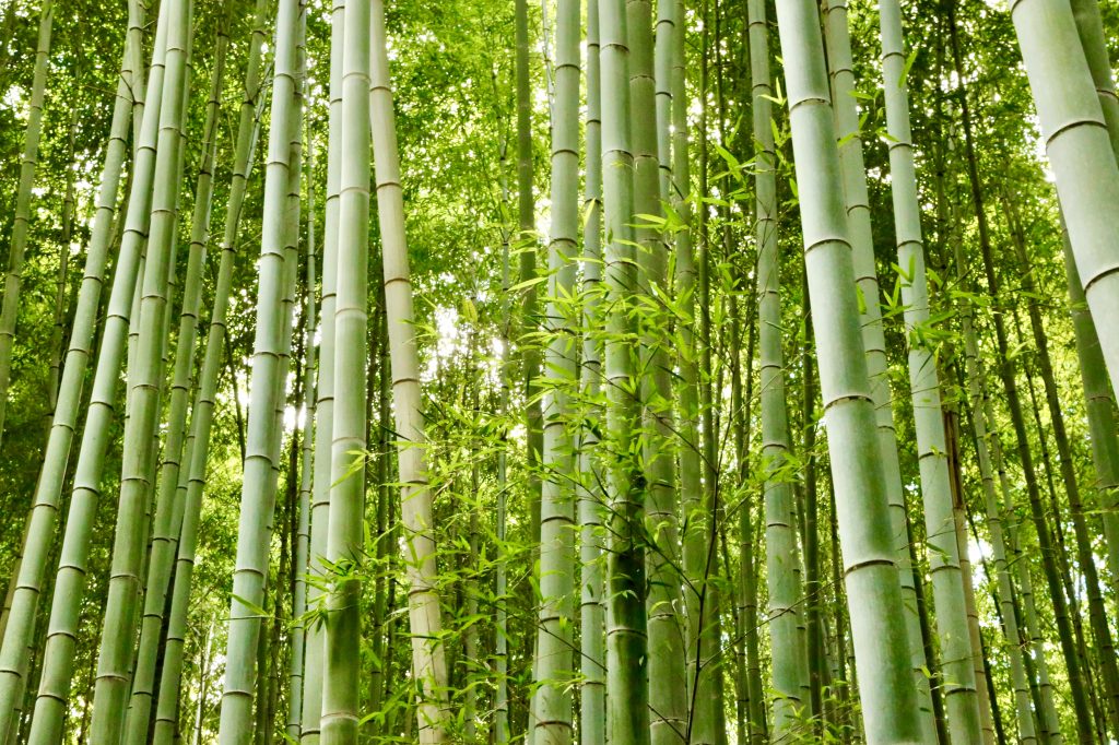 A bamboo groove