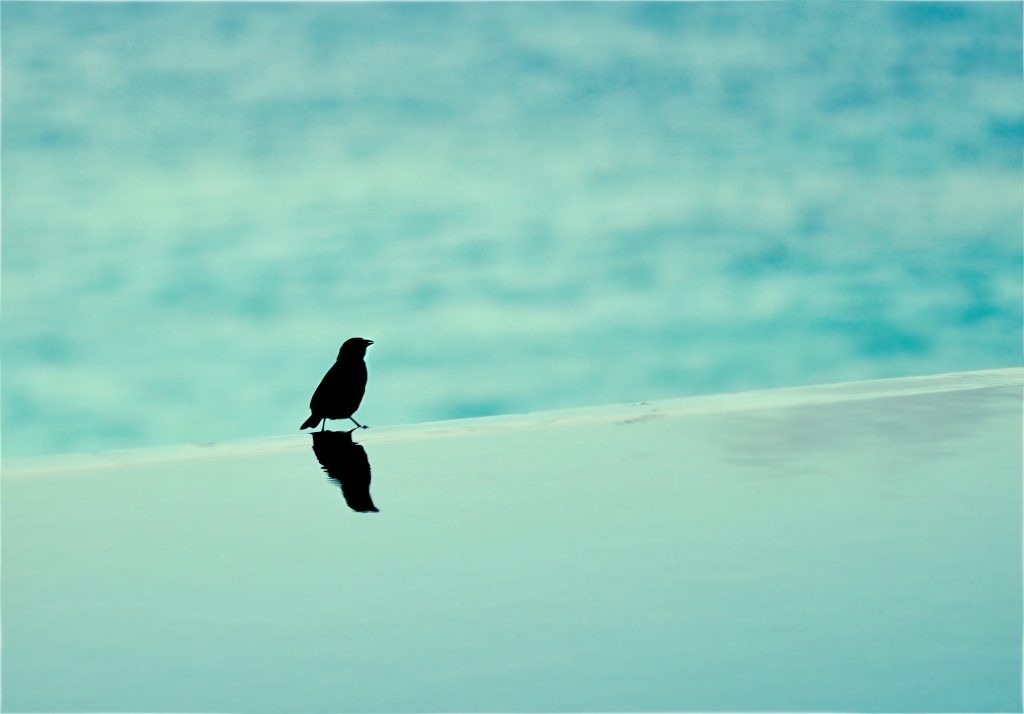 A black bird sitting on the edge of an infinity pool.