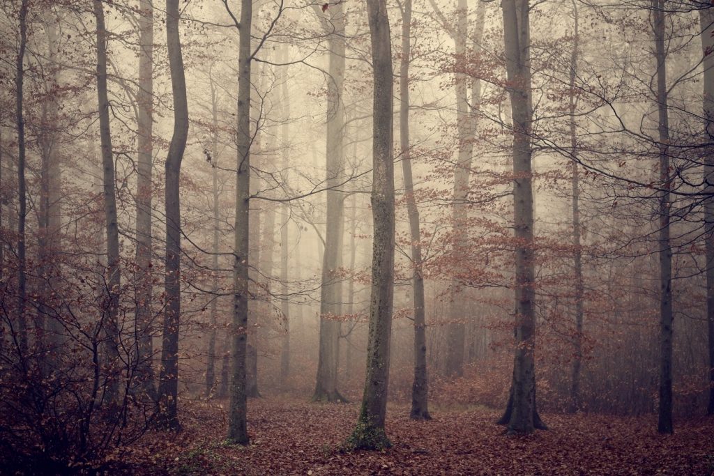 A foggy forest in the autumn