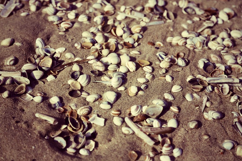 Sea shells on a sandy beach at Noordwijk, The Netherlands.