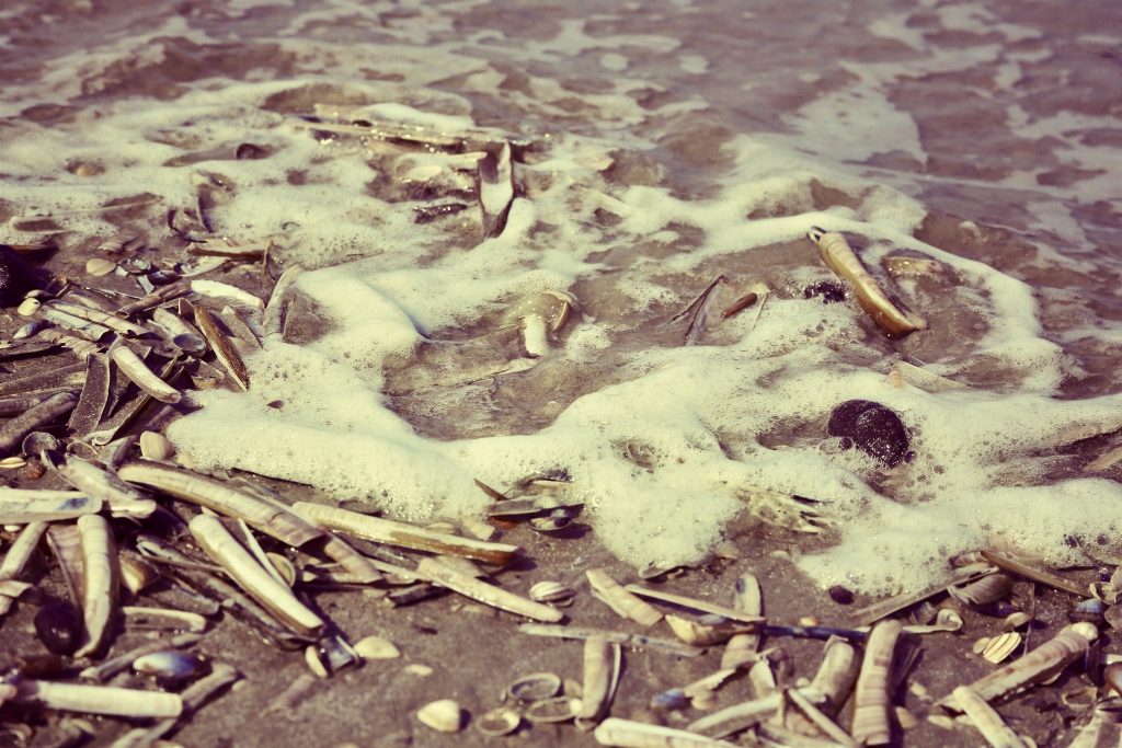 Close up of the beach at Noordwijk, The Netherlands, a wave and sea shells.