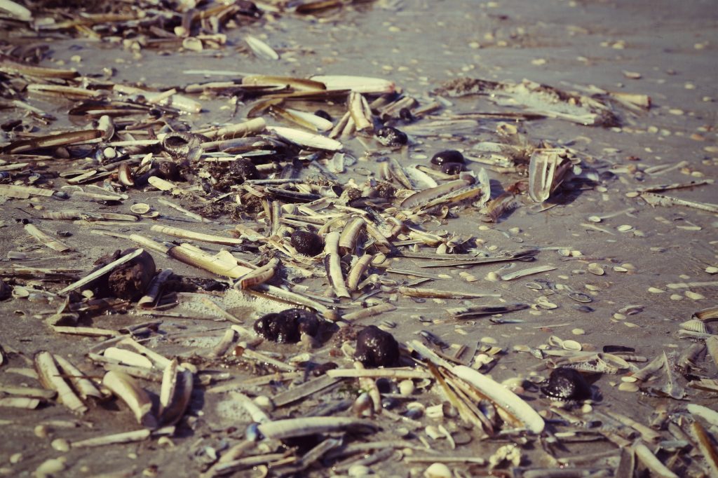 The beach strawn with sea shells at Noordwijk, The Netherlands.