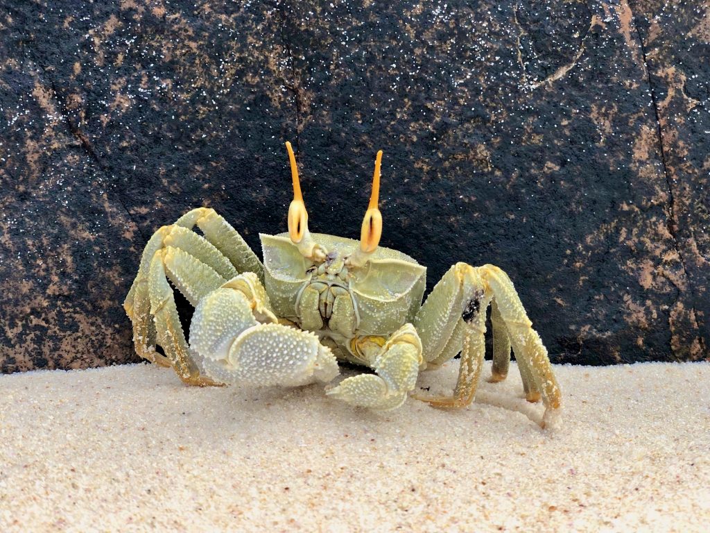 Close up of a hornet ghost crab on the sand, Fregate Island. Photo by Mihaela Limberea.
