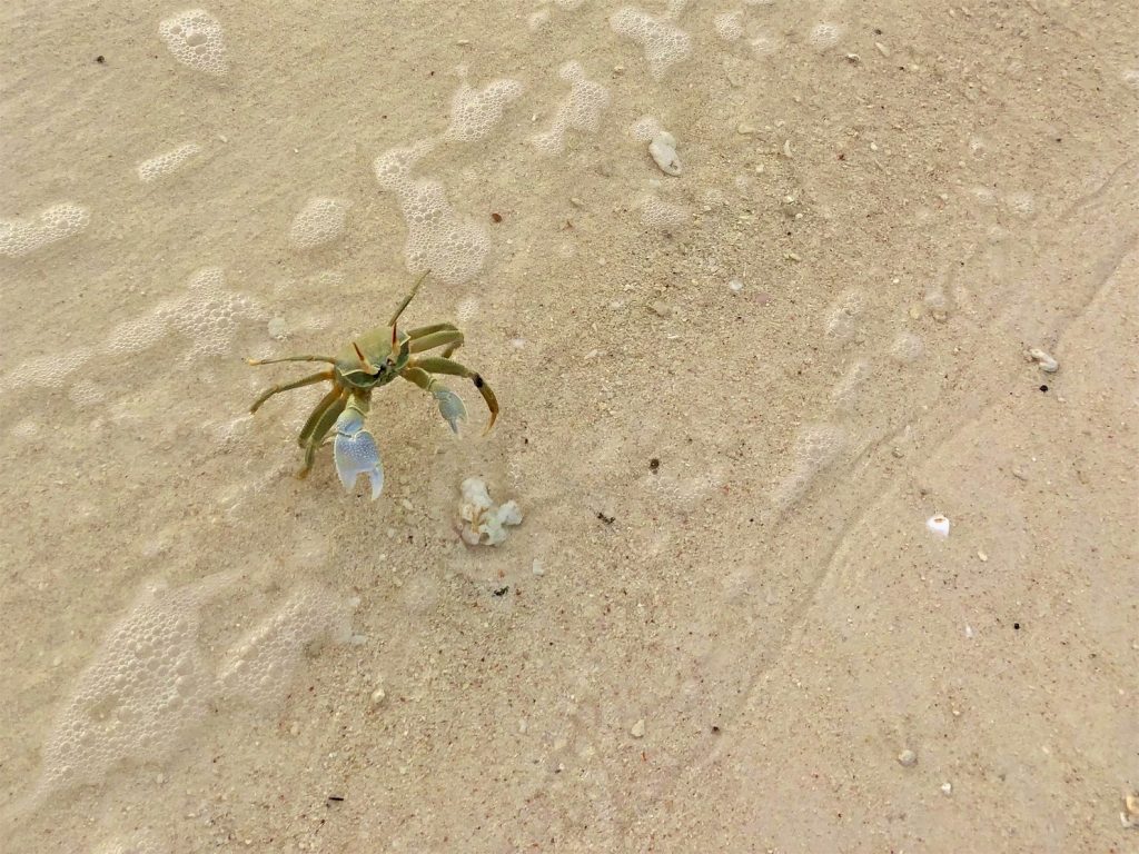 Hornet ghost crab on the sand, Fregate Island. Photo by Mihaela Limberea.