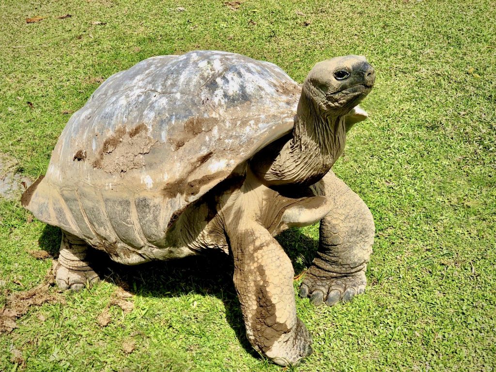 A close up of a Aldabra giant tortoise on Fregate Island. Photo by Mihaela Limberea.