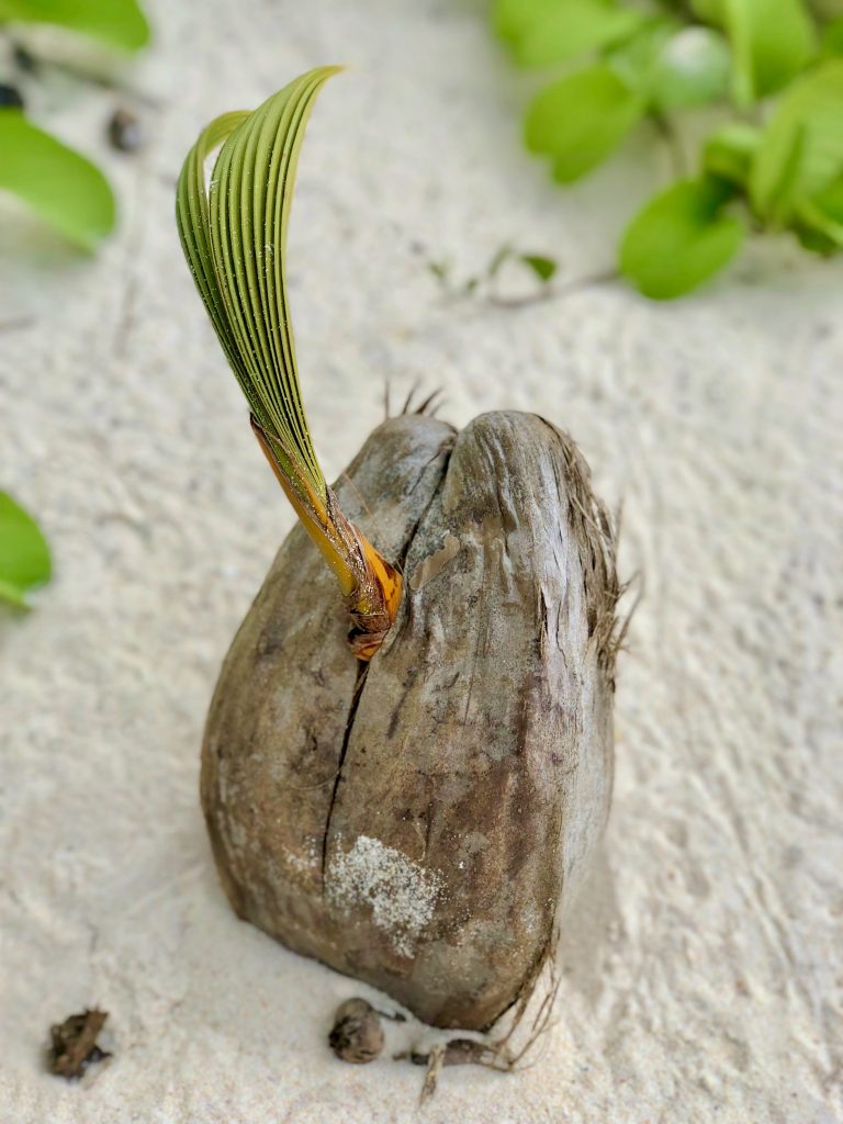 A coconut on the beach, Fregate Island. Photo by Mihaela Limberea.