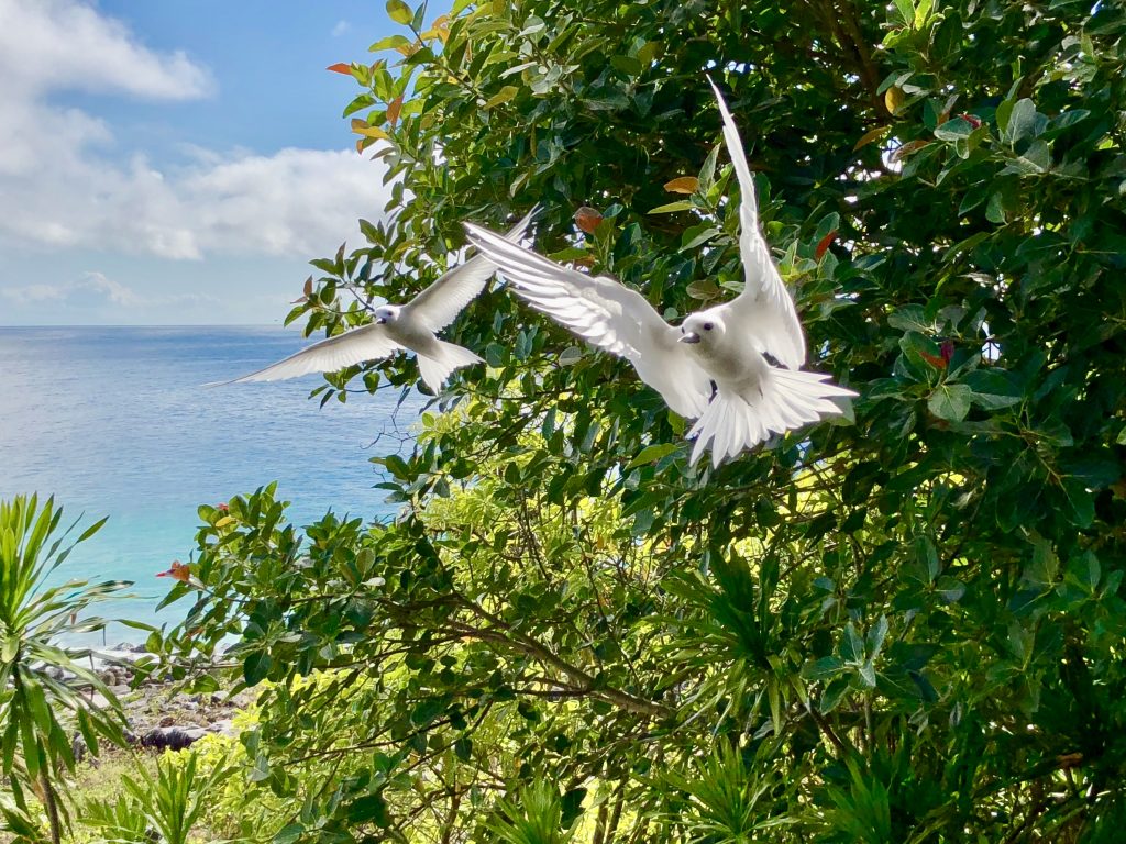 Fairy terns in flight, Fregate Island. Photo by Mihaela Limberea.