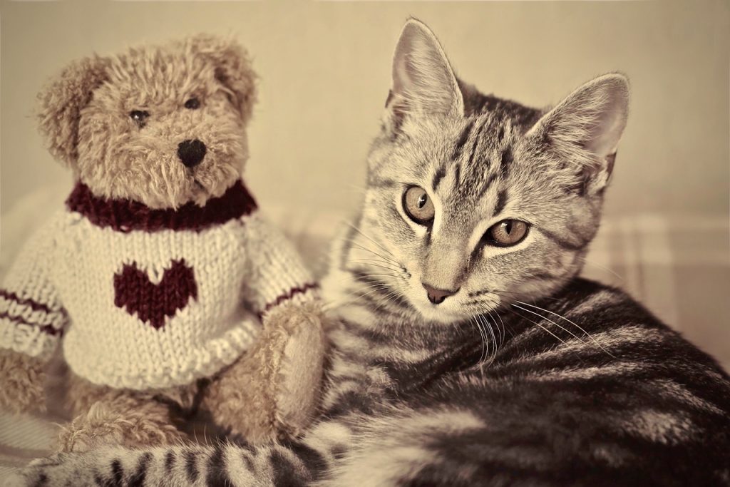 A tabby kitten with a teddy bear