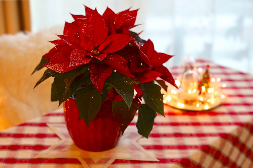 A red poinsettia in a red pot. Photo by Mihaela Limberea.