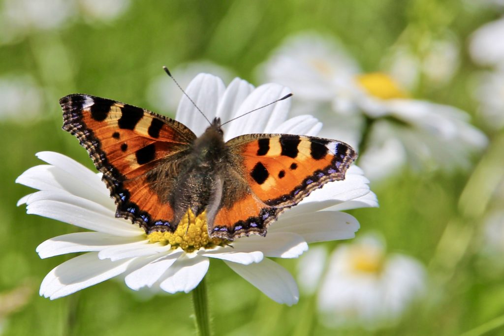 Close up of a Small Tortoiseshell Butterfly on a daisy. Photo by Mihaela Limberea.