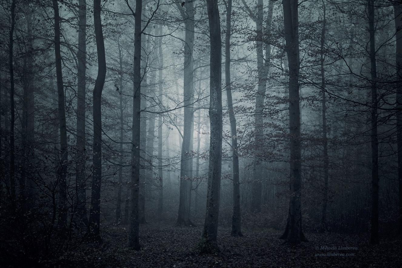 Dark woods, a photo by Mihaela Limberea