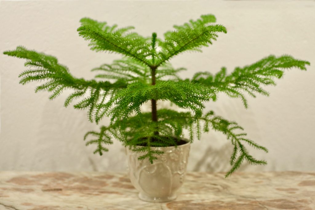 Green plant in a white pot. Photo by Mihaela Limberea