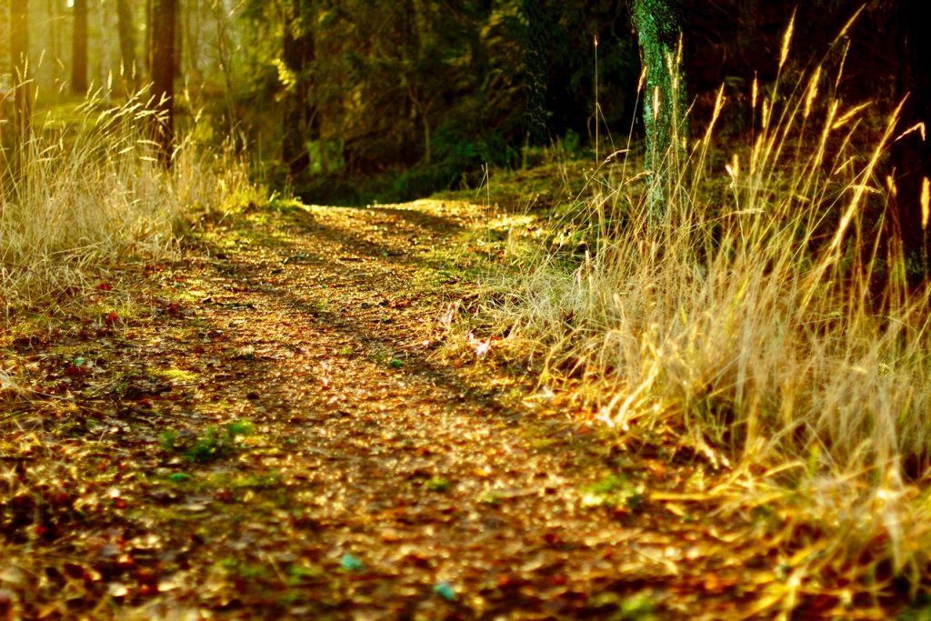 A sun illuminated path in the forest. Photo by Mihaela Limbertea.